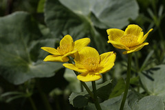 Alkali Buttercup