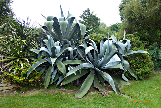 jardin du Pellinec, partie exotique