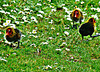 Little Eurasian Coot Chicks