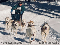 Sled Dog races.