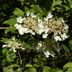 Blanc comme neige