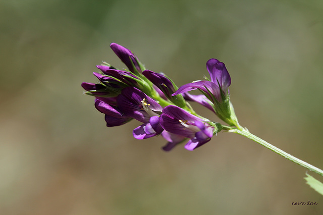 Alfalfa