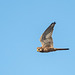 Kestrel