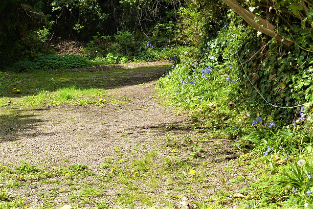 Looking up part of the lower driveway