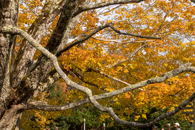 Branches