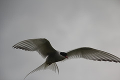 An Arctic Tern