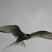 An Arctic Tern