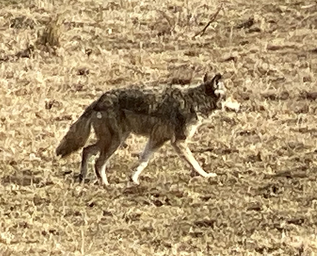 Coyote Coyote
