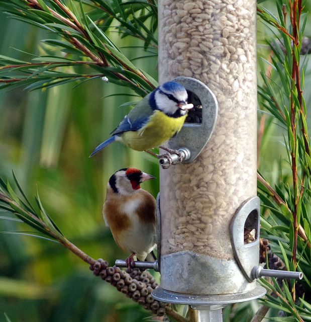 Bluetit, goldfinch