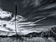 The Huachuca Mountains