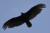 Canada 2016 – Niagara Falls – Turkey vulture