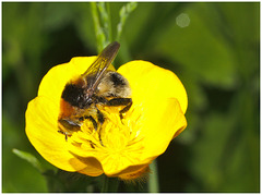 Hoverfly IMG_1075