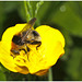 Hoverfly IMG_1075
