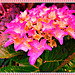 Hortensia avec magic photo art avec note