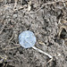 Silver coin