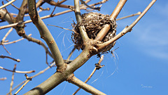 Rotschwanz-Nest in der Esche
