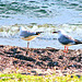 Gulls at Lake Taupo.