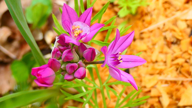 La p'tite dernière au jardin...