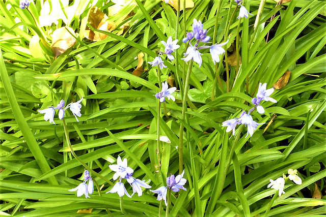 The bluebells are so pretty