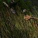 20230930 -1001 Alzon paradis dodo Saint Guirral (51)