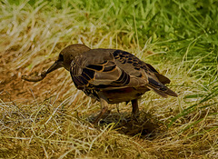 ~~~der frühe Vogel fängt den Wurm ~~~