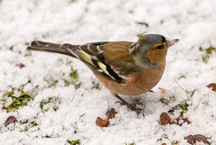 Chaffinch