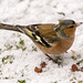 Chaffinch