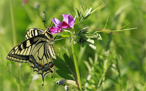 Machaon