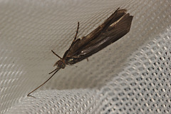 Caddis Fly IMG_1013