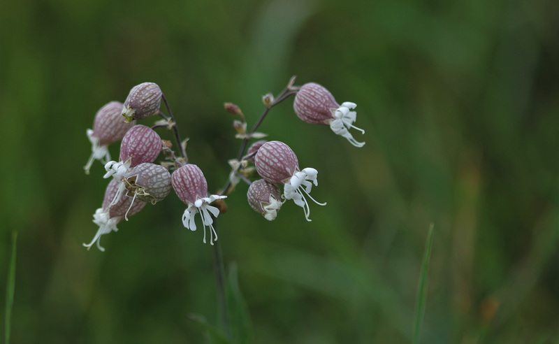 Silène enflé - Silene vulgaris