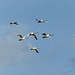 Trumpeter Swans in flight