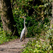 Grey heron