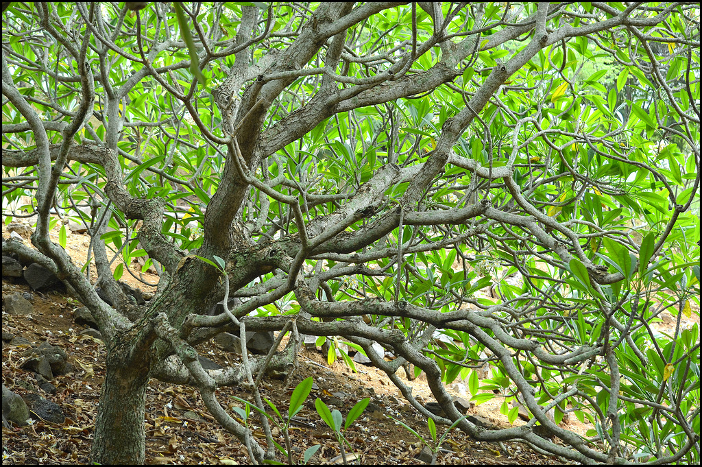 plumeria tree