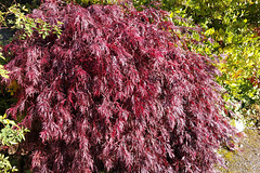 Autumn Colours In The Walled Garden