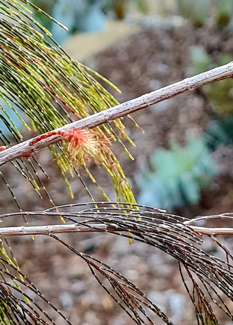 Allocasuarina