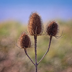 Teasles in the Sunshine