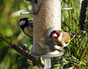 Great tit, goldfinch