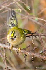 Goldcrest