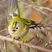 Goldcrest