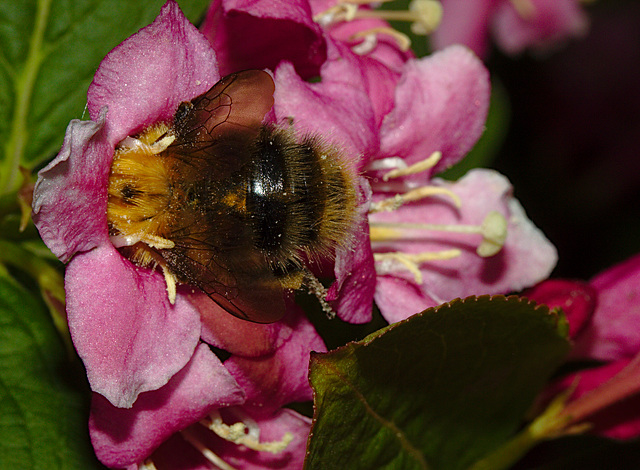 Bumbleebee IMG_1022