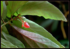 Coeur de plante