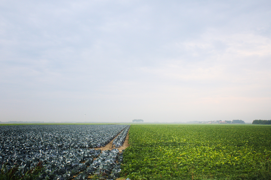 Cabbage field