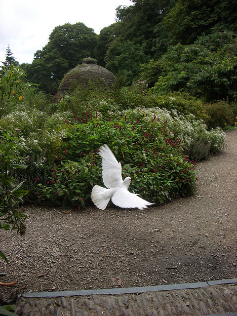 The dove from below