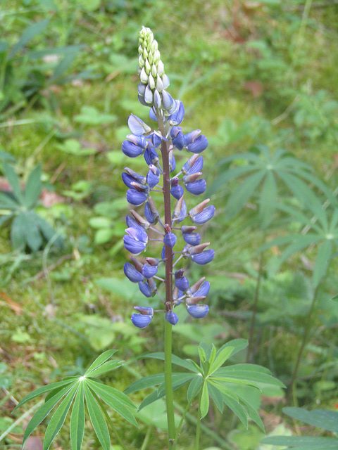 Lupine