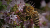 Biene auf Majoranblüte