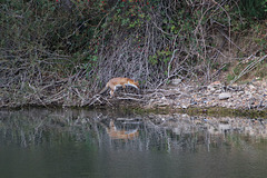 renard équilibriste 09-2019