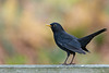 Blackbird