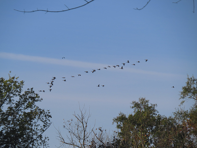 Canada geese arriving for the winter