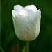 ''un tulipán blanco''