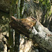 20230930 -1001 Alzon paradis dodo Saint Guirral (59)